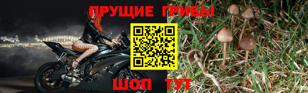 Псилоцибиновые грибы мицелий  Галлюциногенные грибы Cubensis  Вход с VPN  Острогожск 